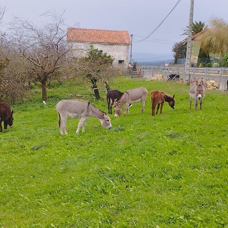 Los Sauces De La Fuente سانتيانا ذيل مار المظهر الخارجي الصورة